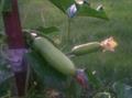  musk cucumber